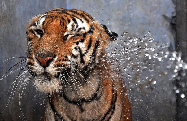 В столице индийского штата Джаркханд, городе Ранчи, +40 градусов Цельсия. В зоопарке охлаждают струей воды уважаемого жителя — бенгальского тигра.