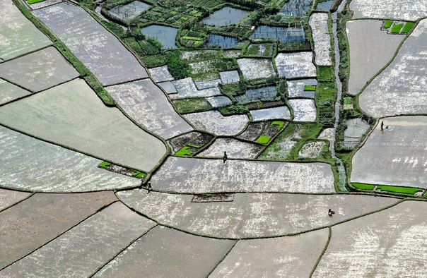 Рисовые поля, Вьетнам.