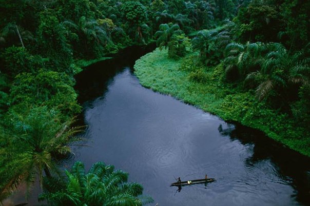 Река Конго в тропическом лесу. Конго, Центральная Африка.