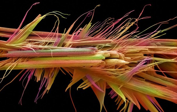 Радужные завитки на фото на самом деле — кристаллы кофеина под микроскопом, подкрашенные для наглядности.