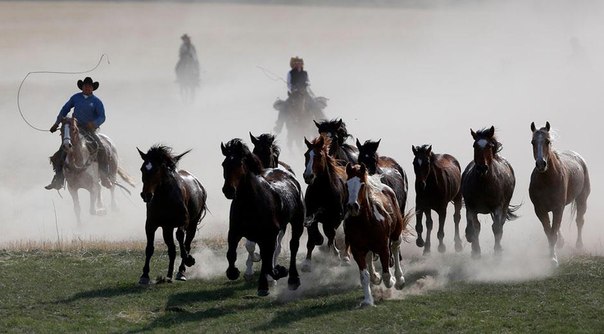 Погонщики собирают лошадей вместе. 