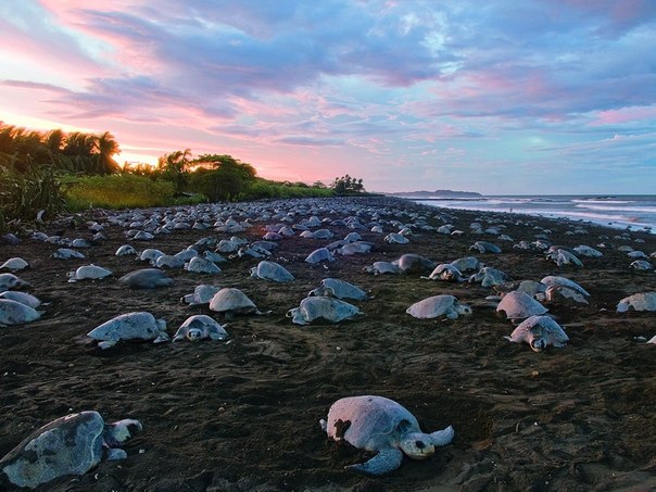 Черепахи на побережье Центральной Америки. Это олиивковые черепахи — вид некрупных морских черепах.