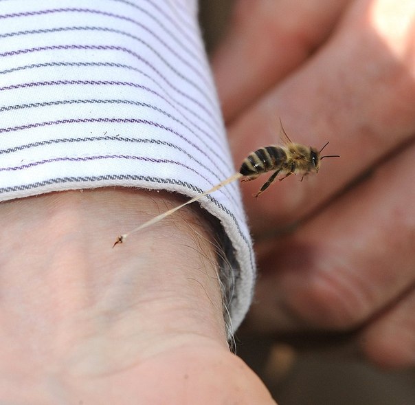 Момент укуса пчелы. Чтобы поймать этот кадр, Кэти Гарви потребовалось сделать около миллиона снимков.