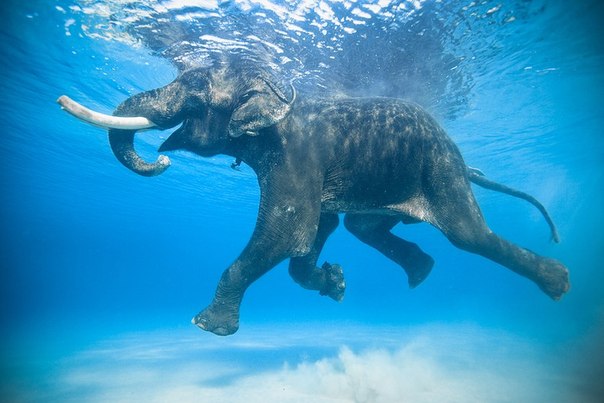 Раджан является одним из не многих слонов которые могут плавать в морской воде. Он и его хозяин живут на Андаманских островах.