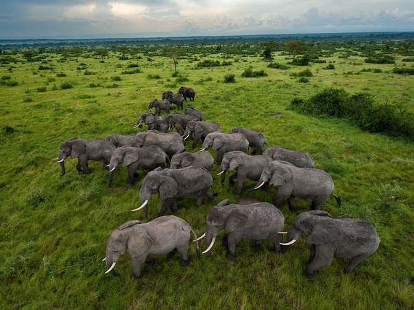 Семейство слонов в саванне, Уганда.