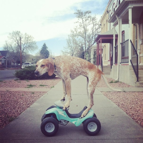 Американец Терон Хампри (Theron Humphrey) ведет блог, в котором выкладывает фотографии своей собаки Мэдди, стоящей на разных необычных предметах и в необычных обстоятельствах...