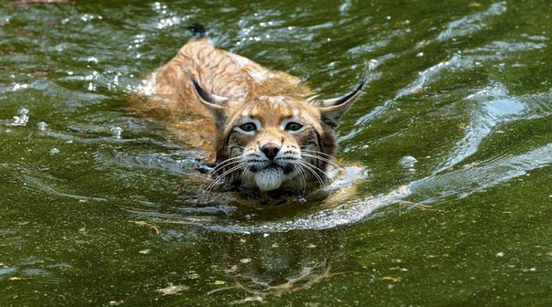Рысь плавает в пруду в зоопарке в Ашеберге, Германия, 19 июня. 