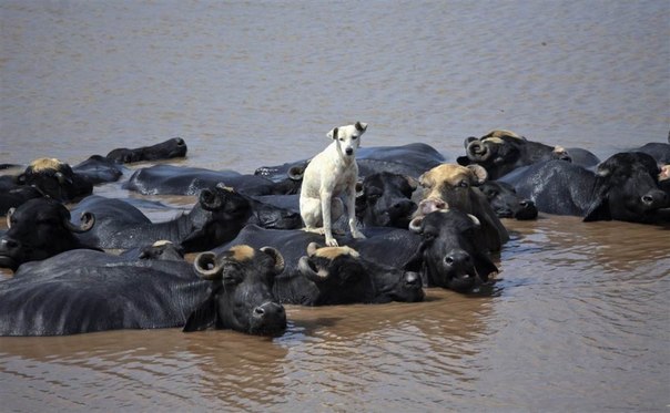 Собака сидит на спине у буйвола, который охлаждается в реке Рави в Лахоре, Пакистан.