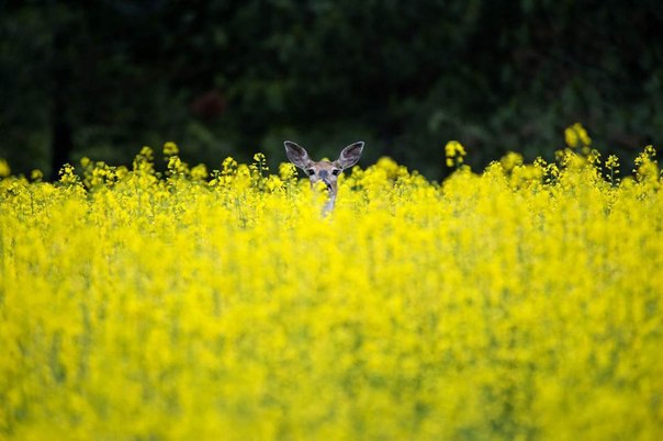 Олениха стоит в поле в Спокане, штат Вашингтон, 24 июня.