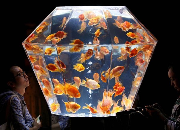 Посетители смотрят на золотых рыбок в многогранном аквариуме в день открытия выставки «Art Aquarium Exhibition» в Токио, Япония.