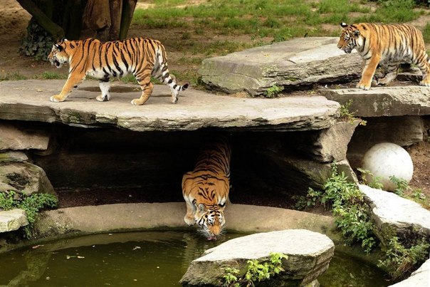 Тигры бродят по своему вольеру в зоопарке в Кёльне, Германия.