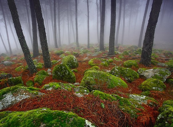 Лес в горах Сьерра-де-Гредос, Испания.