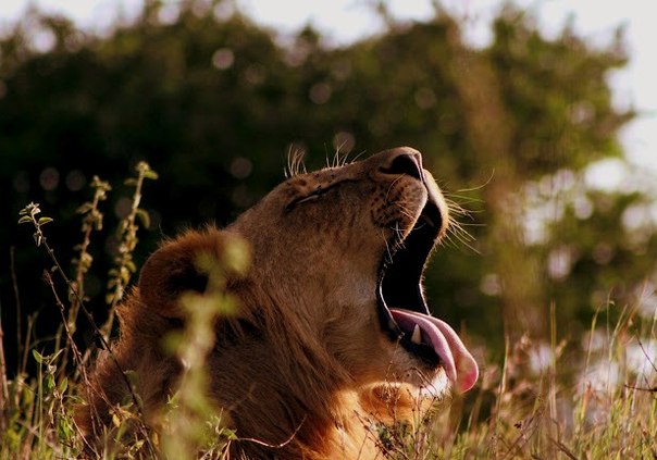 Sonali Nathwani, автор фото: «Мы провели не один час в ожидании, когда же все-таки этот лев встанет и куда-нибудь пойдет. Нет, он лишь поглядел на нас и зевнул».