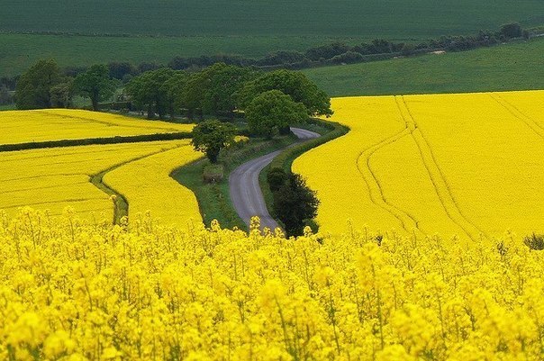 Рапсовые поля в окрестностях городка Хамблдон в графстве Хэмпшир, Англия.