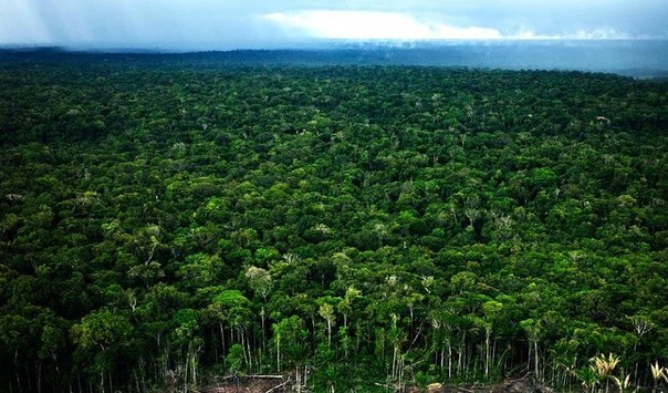 Фотопутешествие по лесам Амазонки