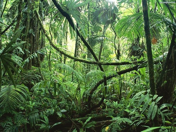Фотопутешествие по лесам Амазонки