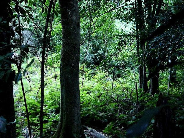 Дождевые леса восточного побережья Австралии - это огромное скопление десятков заповедных зон в одном месте. На территории Дождевых лесов произрастает и водится более половины всех представителей австралийской флоры и фауны.