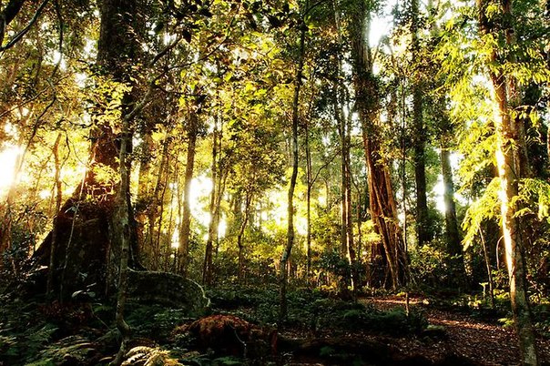 Дождевые леса восточного побережья Австралии - это огромное скопление десятков заповедных зон в одном месте. На территории Дождевых лесов произрастает и водится более половины всех представителей австралийской флоры и фауны.