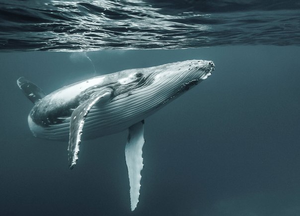 Горбатый кит. Один из самых энергичных и акробатичных больших китов, чьё поведение, включая эффектное выпрыгивание из воды, привлекает к нему внимание туристов. 