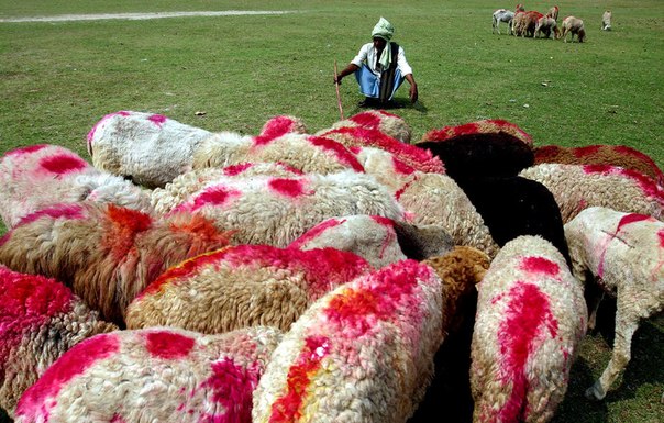 Пастух отдыхает, пока его овцы пасутся в поле в Калькутте, Индия. 