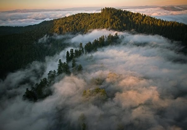 Туман окутал секвойный лес в национальном парке Редвуд в Калифорнии.