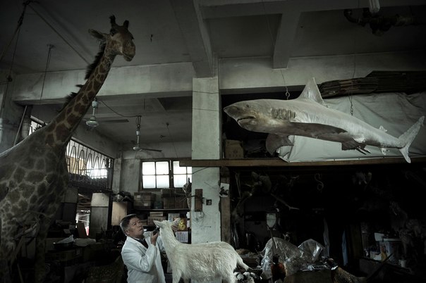 Специалист изготавливает макет животного на фабрике в городе Фучжоу провинции Фуцзянь на юго-востоке Китая, 10 апреля 2012 года.