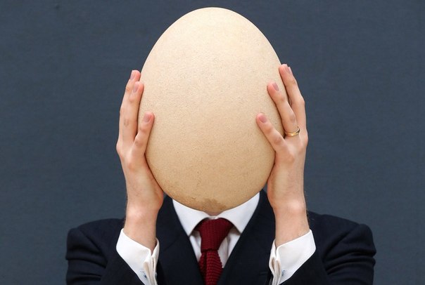 Работник аукционного дома Christie s показывает окаменевшее яйцо эпиорниса в Лондоне, Англия, 27 марта. Огромное яйцо вымершей птицы было продано с аукциона за 101 813 долларов США. Эпиорнисы, или слоновые птицы, вымерли несколько сотен лет назад. Яйцо, найденное на острове Мадагаскар, имеет возраст более 400 лет.