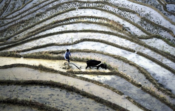 Фермер пашет рисовые террасы в провинции Цзянси, Китай, 30 мая 2013 года.
