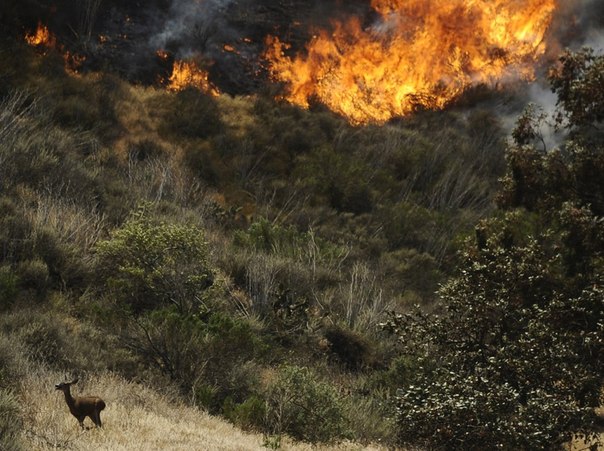 Олень спасается от лесного пожара, который бушует в Камарильо, штат Калифорния, 2 мая 2013 года.