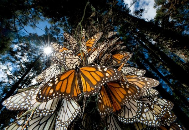 Миграция бабочек — монархов