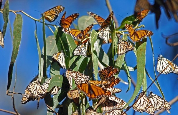 Миграция бабочек — монархов