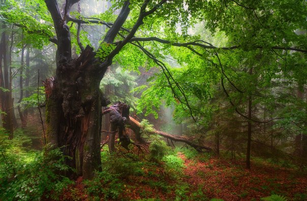 Карпатский лес.