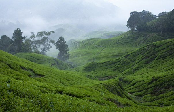 Чайные плантации в Малайзии.