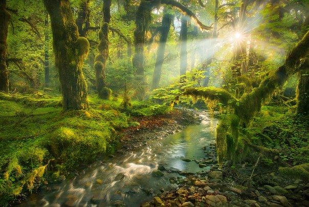 Волшебный лес Queets, штат Вашингтон, США.