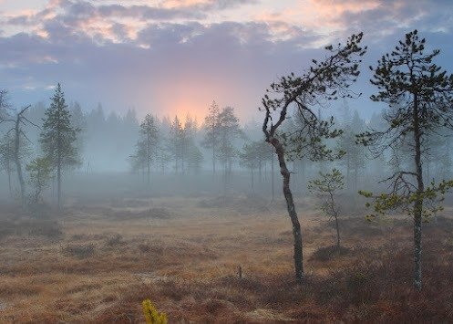Болотистую местность на севере Финляндии, окутанную туманом, освещает ночное солнце. Снимок сделан около полуночи в мае этого года. 