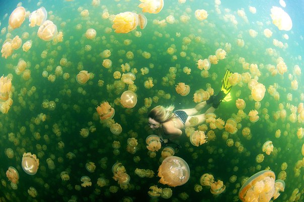 Когда вы плаваете с медузами, это похоже на сказку, Палау. 