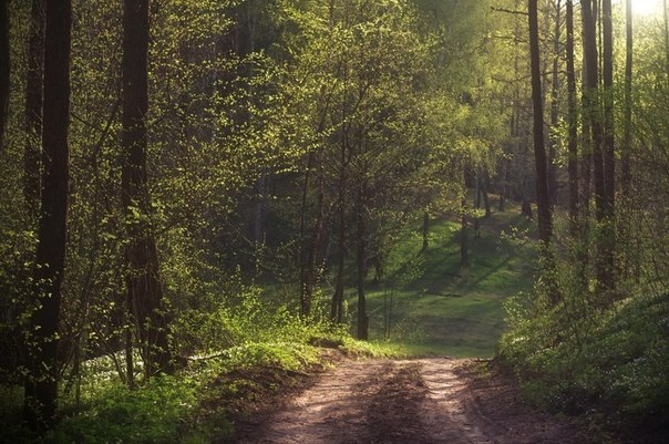 Утренняя прогулка по лесистым оврагам города Мозырь, Беларусь.