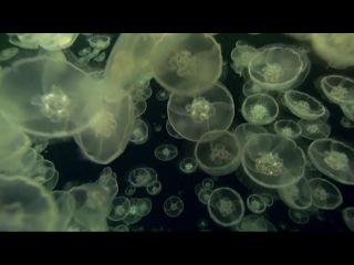 Гипнотическое видео от Miguel Bidarra, главными героями которого являются, наверное, одни из самых интересных и прекрасных существ на нашей планете - медузы. 