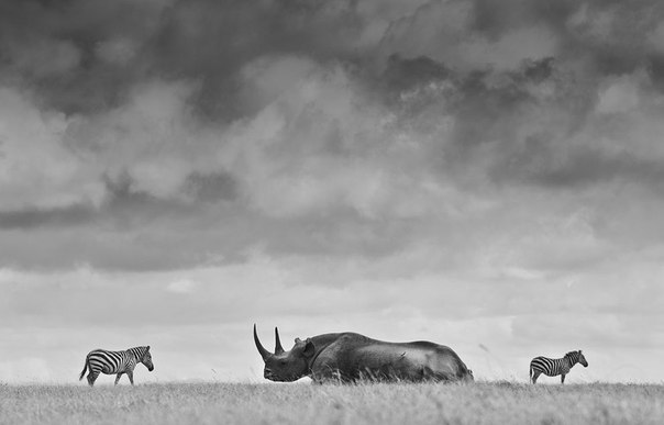 Черный носорог и зебры в Кении. 