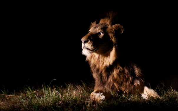 Лев прислушивается к звукам вдалеке, оценивая потенциальную угрозу.
