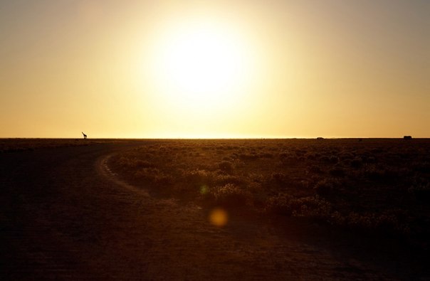 Я сделал этот снимок во время своего первого путешествия в Африку. Жираф на фоне оранжевого неба.