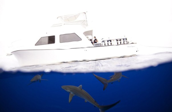 Шелковистые акулы исследуют катер. Багамские острова. 