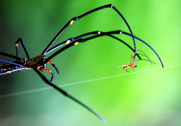 Nephila — самый большой плетущий паутины паук. Среди жертв, попавшихся в сети этих пауков в Австралии (Квинсленд) отмечены даже мелкие птицы. Самцы в несколько раз мельче самок. На фотографии: самка гонится за самцом после спаривания, чтобы съесть его. 