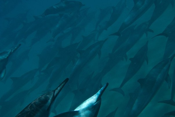 Гавайские дельфины. 