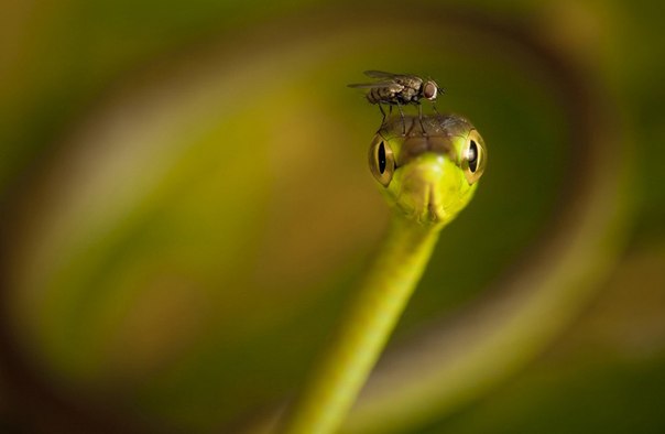 Муха сидит на голове у змеи в департаменте Чоко, Колумбия.