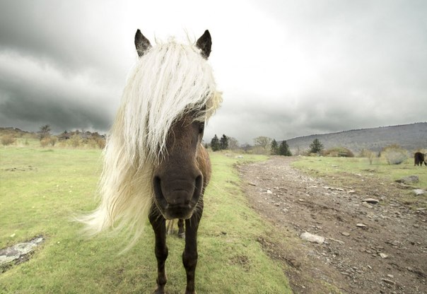 Мы с моей девушкой отправились в Маунт Роджерс, Виргиния, чтобы посмотреть на диких лошадей. Этот конь подумал, что у меня есть угощение, и подошел ко мне со спины, пока я гладил другую лошадь.