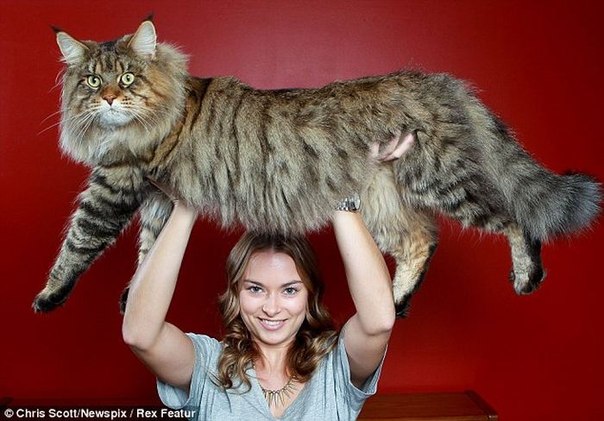 Самым крупным котом в мире станет мейн-кун по кличке Руперт
