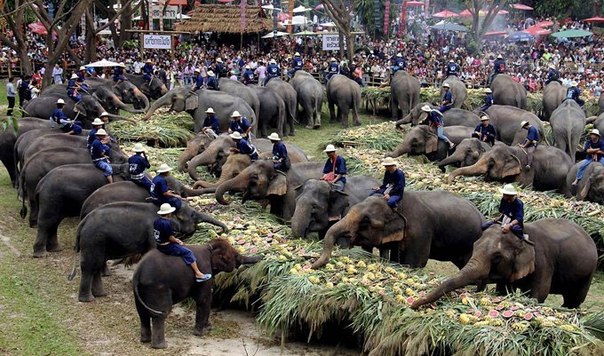 Слоны угощаются фруктами во время Праздника слонов в Таиланде.