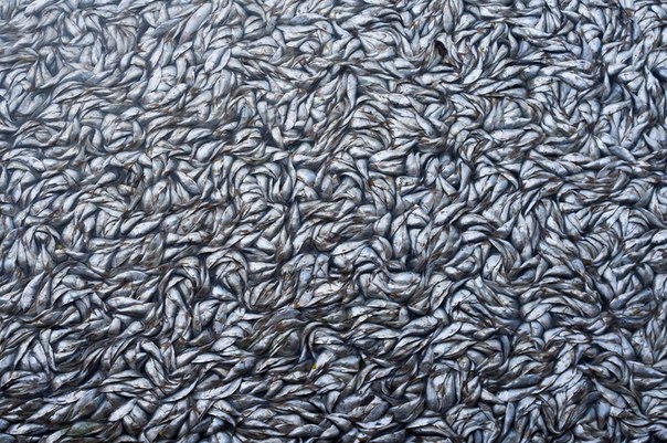 «Мёртвая рыба». Массовая гибель рыбы в лагуне Родриго де Фрейтас произошла из-за нехватки кислорода в воде по недосмотру властей. Лагуна Родриго де Фрейтас, Рио-де-Жанейро, Бразилия.