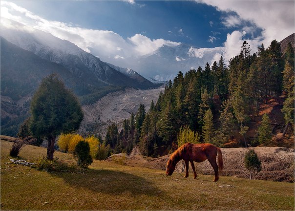 Лошадь пасется в горах.